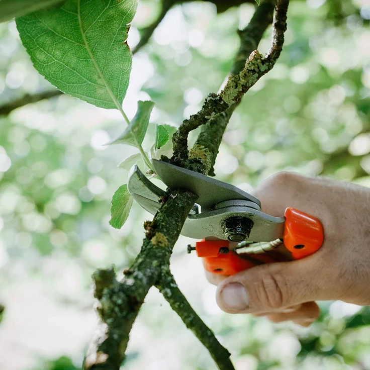 Löwe Nr. 8107 mit gebogener Klinge mittelgroß Universalschere – Bild 2