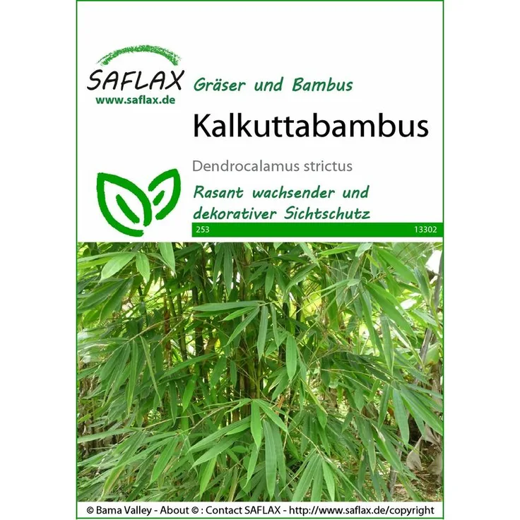 SAFLAX Kalkuttabambus | Exotische Samen von Saflax