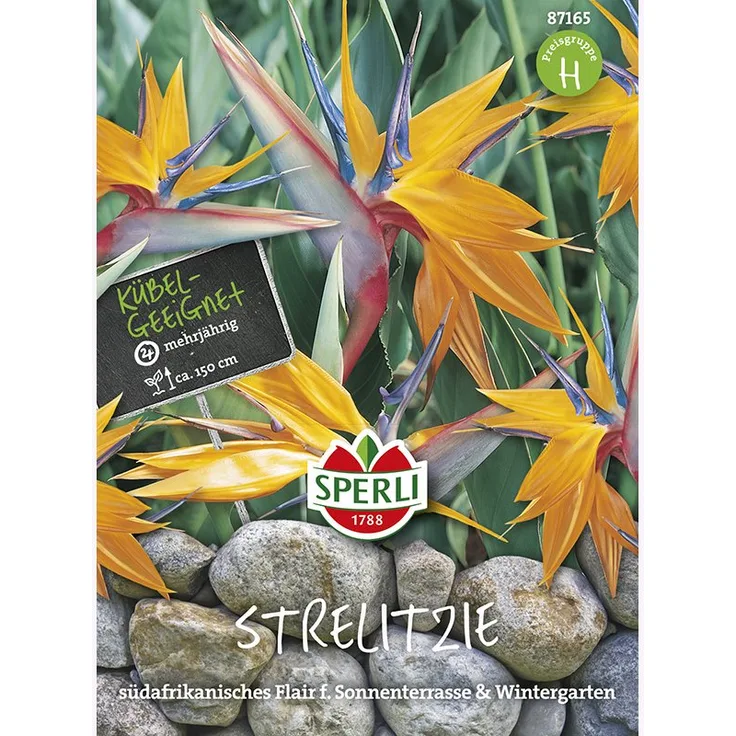 Paradiesvogelblume Strelitzia reginae Sperling's Papagei