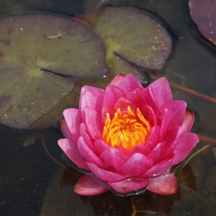 Blumixx Stauden Nymphaea Hybride James Brydon - Seerose Standort sonnig Blütenfarbe dunkelrot