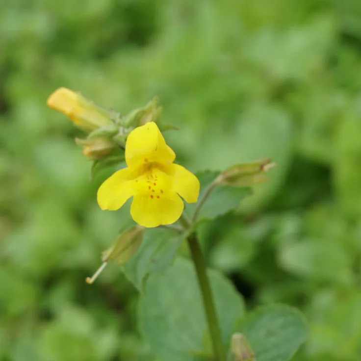 Blumixx Stauden Mimulus luteus - Gelbe Gauklerblume Standort sonnig - halbschattig Blütenfarbe gelb