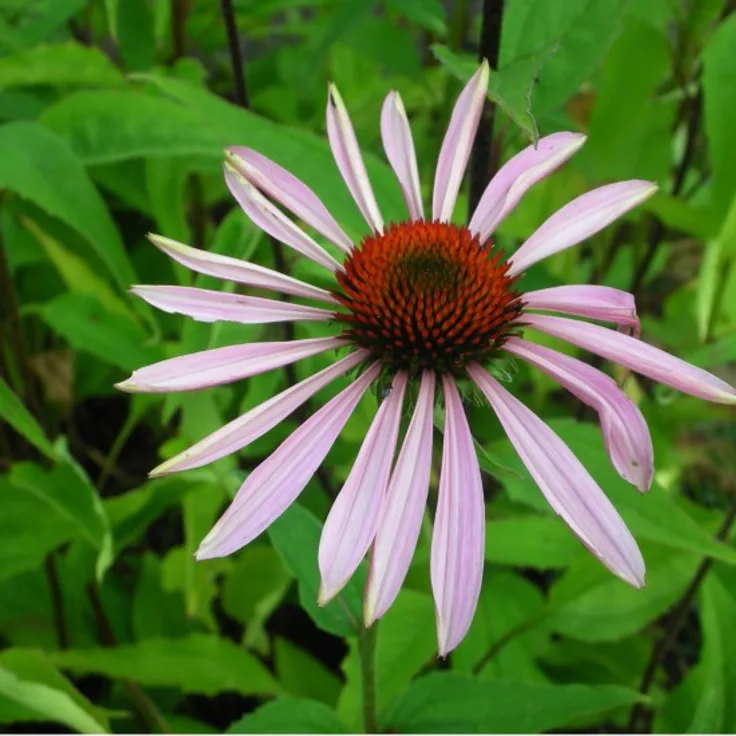 Blumixx Stauden Echinacea purpurea - Sonnenhut Standort sonnig Blütenfarbe purpurrosa