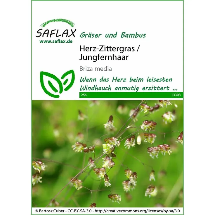 SAFLAX Herz-Zittergras - Jungfernhaar | Gräsersamen von Saflax