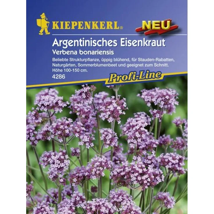 Kiepenkerl Verbena bonariensis Argentinisches Eisenkraut
