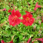 Blumixx Stauden Mimulus cupreus Roter Kaiser - Scharlachrote Gauklerblume Standort sonnig - halbschattig Blütenfarbe scharlachrot