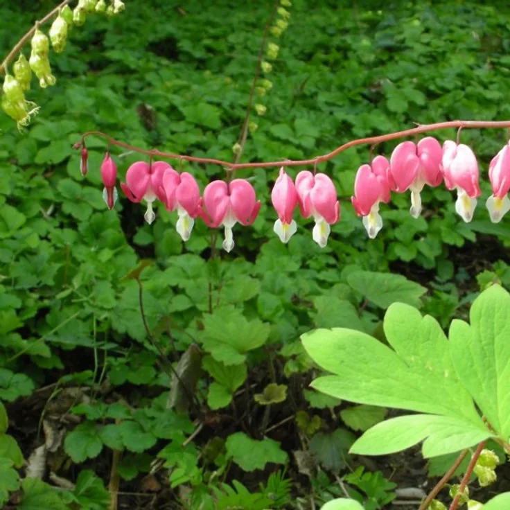 Blumixx Stauden Dicentra spectabilis - Tränendes Herz Standort sonnig - halbschattig Blütenfarbe rosarot