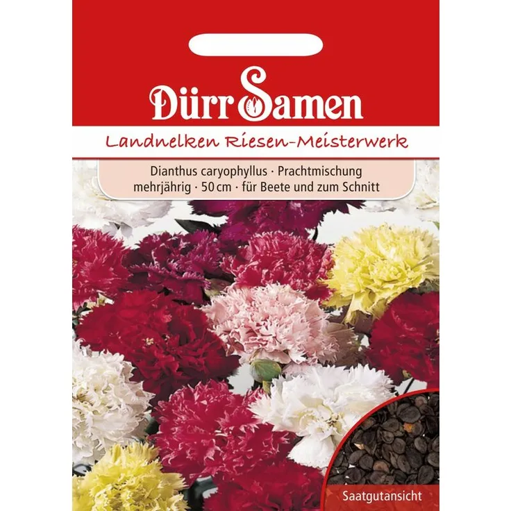 DÜRR-SAMEN Dürr-samen - Landnelke Riesen Meisterwerk | Landnelkensamen 