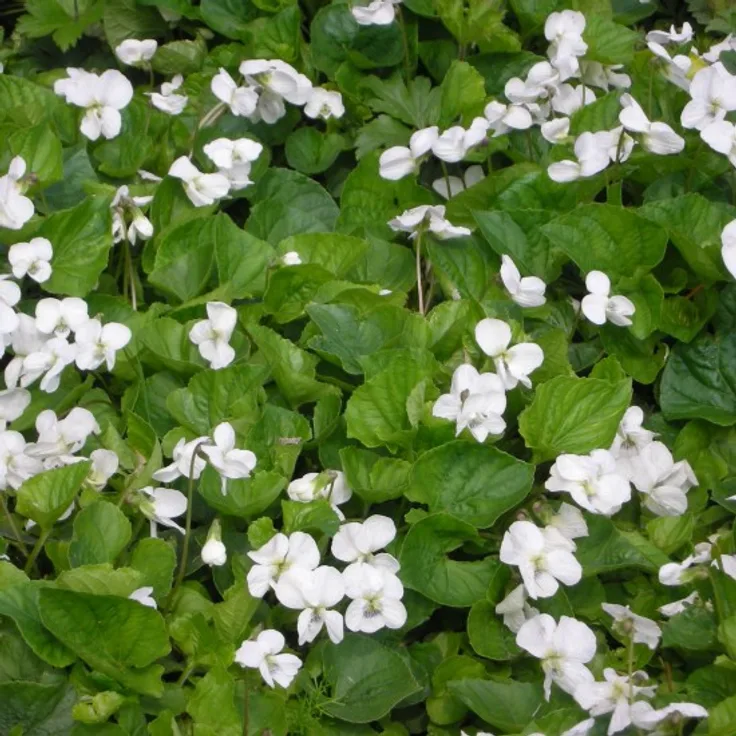 Blumixx Stauden Viola sororia Albiflora - Weißes Pfingstveilchen Standort sonnig - halbschattig Blütenfarbe weiß