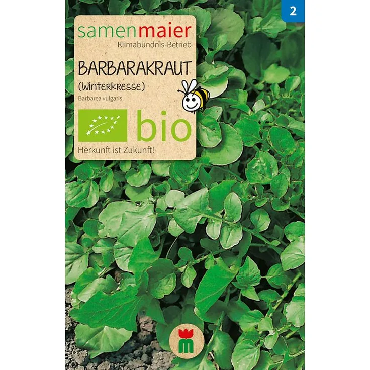SAMEN MAIER Barbarakraut (Winterkresse) BIO Salatsamen 