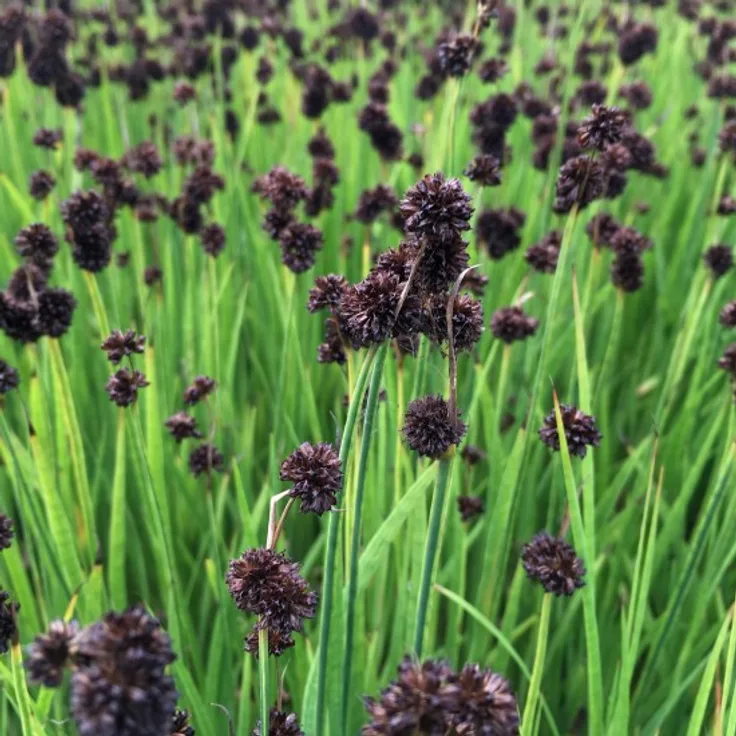 Blumixx Stauden Juncus ensifolius - Zwergbinse Standort sonnig Blütenfarbe braun