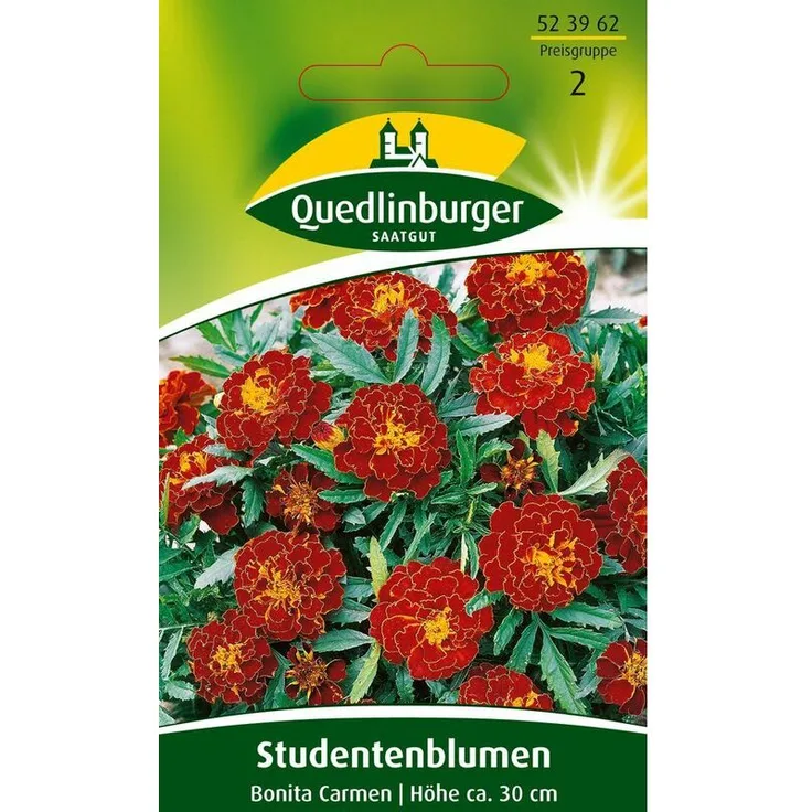 QUEDLINBURGER SAATGUT Studentenblume Bonita Carmen Studentenblumensamen