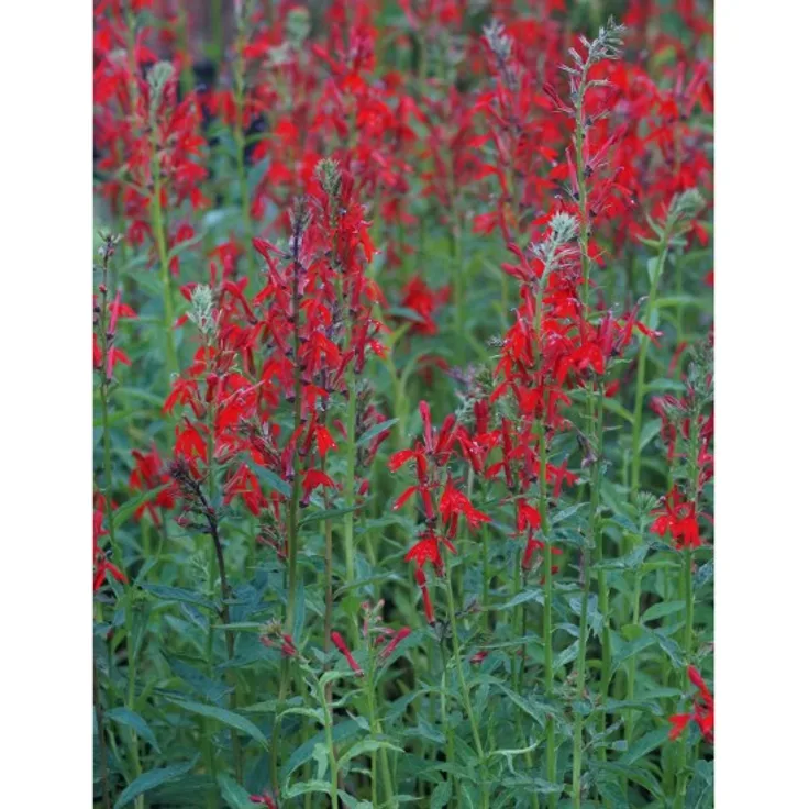 Blumixx Stauden Lobelia cardinalis - Kardinals-Lobelie Standort sonnig Blütenfarbe rot