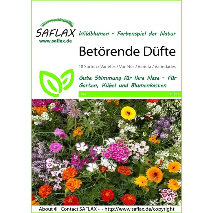 SAFLAX Blumenwiese Betörende Düfte Wildblumenwiese von Saflax