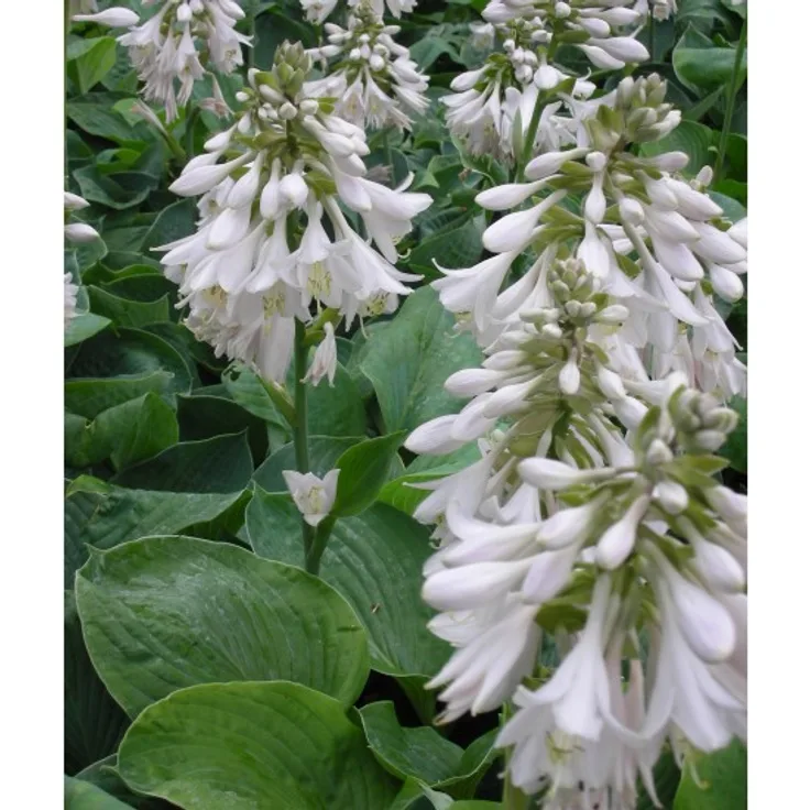 Blumixx Stauden Hosta sieboldiana Elegans - Blaublatt-Funkie Standort halbschattig - schattig Blütenfarbe hellviolett