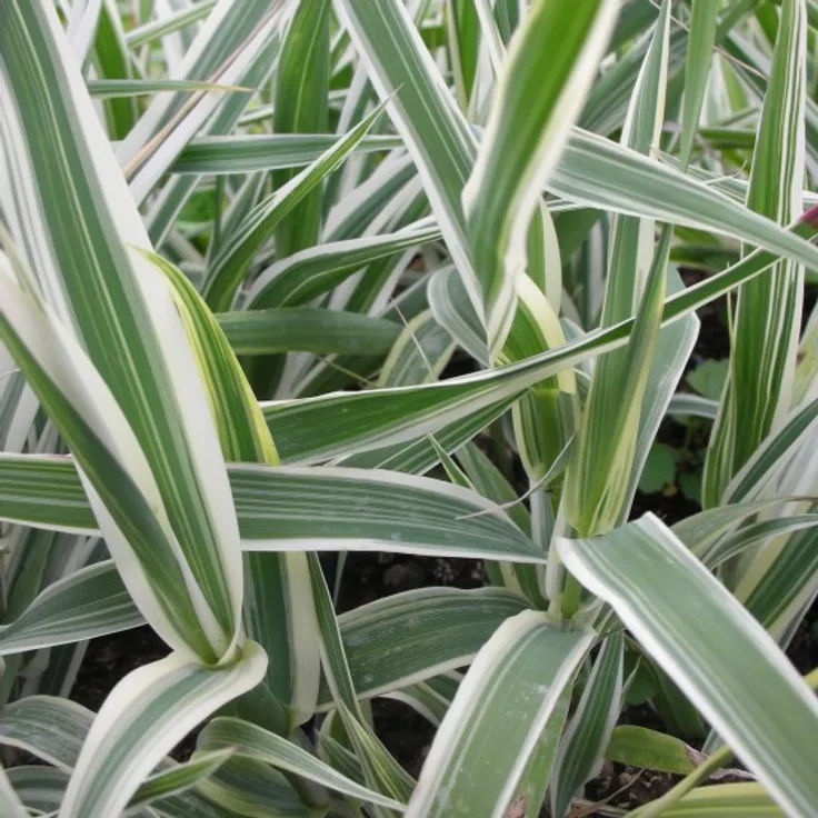 Blumixx Stauden Arundo donax Variegata - Pfahlrohr