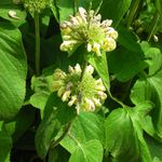 Blumixx Stauden Phlomis russeliana - Syrisches Brandkraut Standort sonnig Blütenfarbe gelb