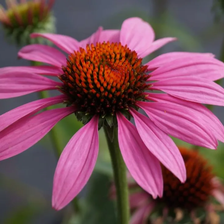 Blumixx Stauden Echinacea purpurea Magnus - Roter Sonnenhut Standort sonnig Blütenfarbe purpurrosa