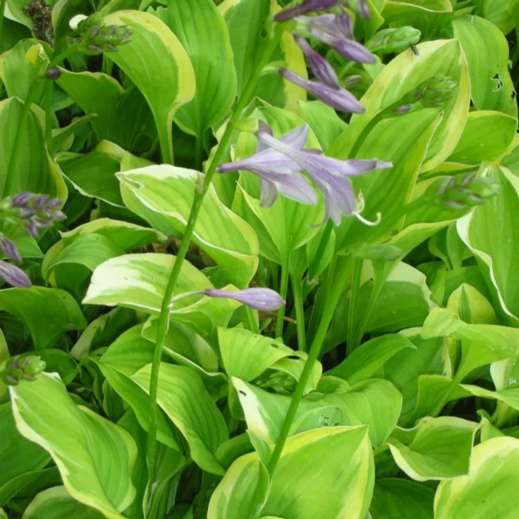 Blumixx Stauden Hosta nakaiana Golden Tiara - Funkie Standort halbschattig Blütenfarbe violett