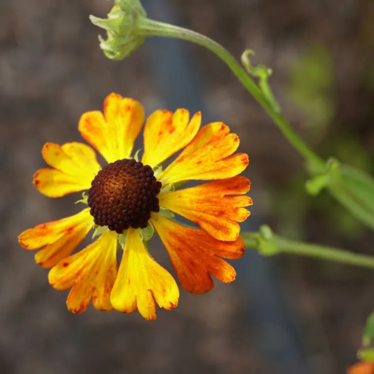 Blumixx Stauden Helenium Hybride Waltraud - Sonnenbraut Standort sonnig Blütenfarbe braunrot, orangegelb