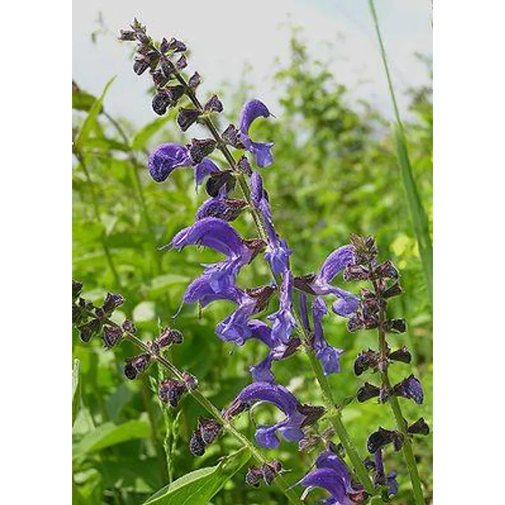 Samenshop 24 Wiesensalbei, Salvia Pratensis, Inhalt 10g (für 10 m²)