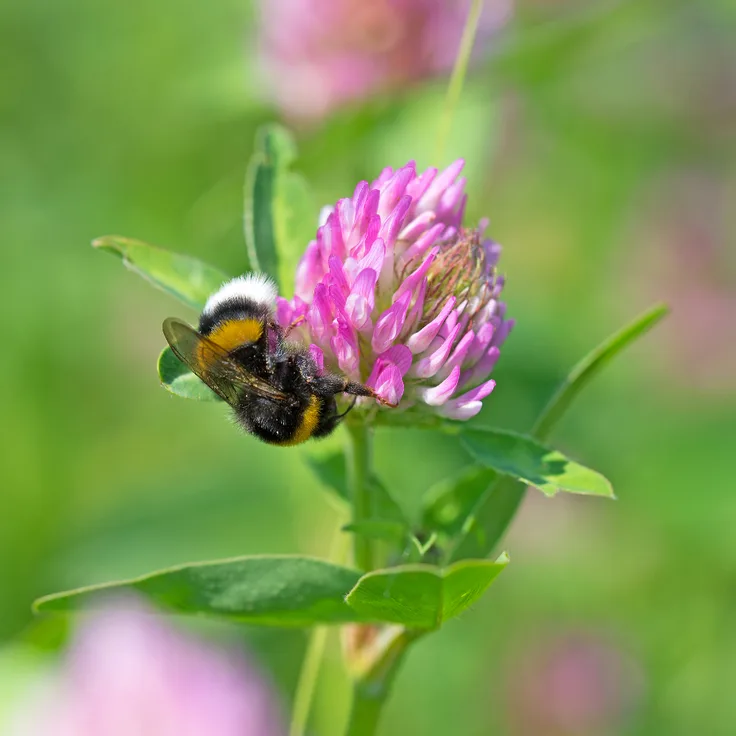 Freudenberger Rotklee (Trifolium pratense), 1 kg ROZETA