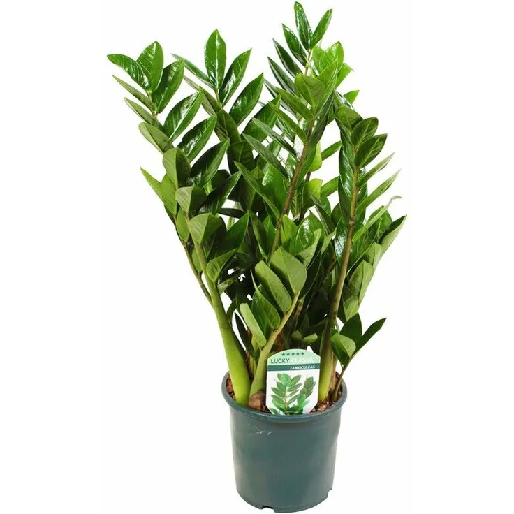 PFLANZEN KÖLLE Kompakte Glücksfeder, Zamioculcas zamiifolia Lucky, Gesamthöhe ca. 30-50 cm