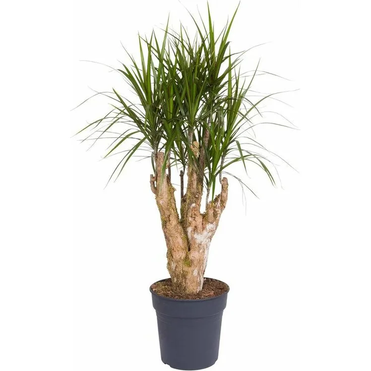 KÖLLES BESTE! - Drachenbaum, verzweigt, Dracaena marginata, Gesamthöhe ca. 100 cm