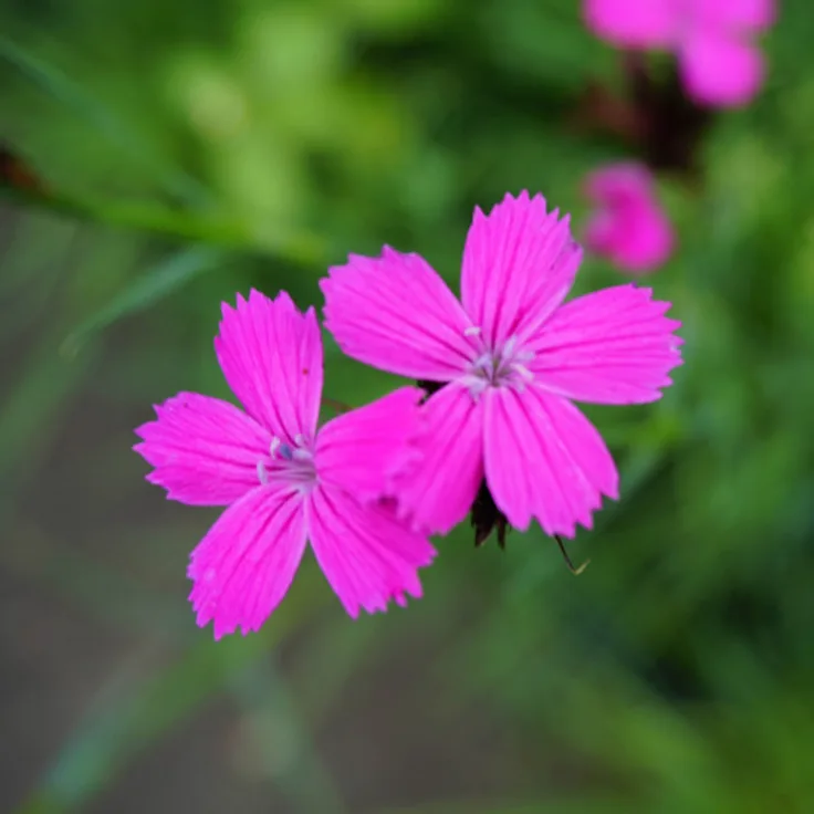 Blumixx Stauden Dianthus carthusianorum - Karthäuser-Nelke Standort sonnig Blütenfarbe purpurrot