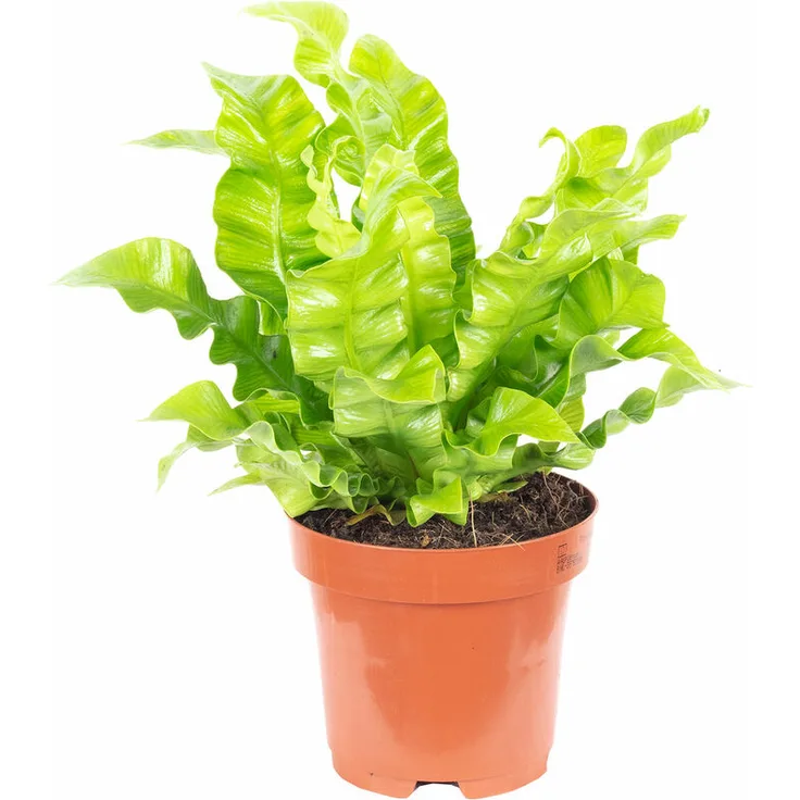 FLOWERBOX - Nestfarn - Asplenium nidus Crispy Wave