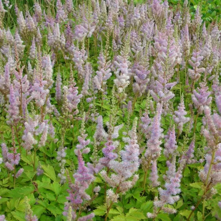 Blumixx Stauden Astilbe chinensis var. pumila - Zwerg-Waldspiere Standort sonnig - halbschattig Blütenfarbe violettrosa