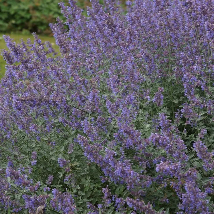 Blumixx Stauden Nepeta x faassenii Six Hills Giant - Katzenminze Standort sonnig Blütenfarbe violettblau