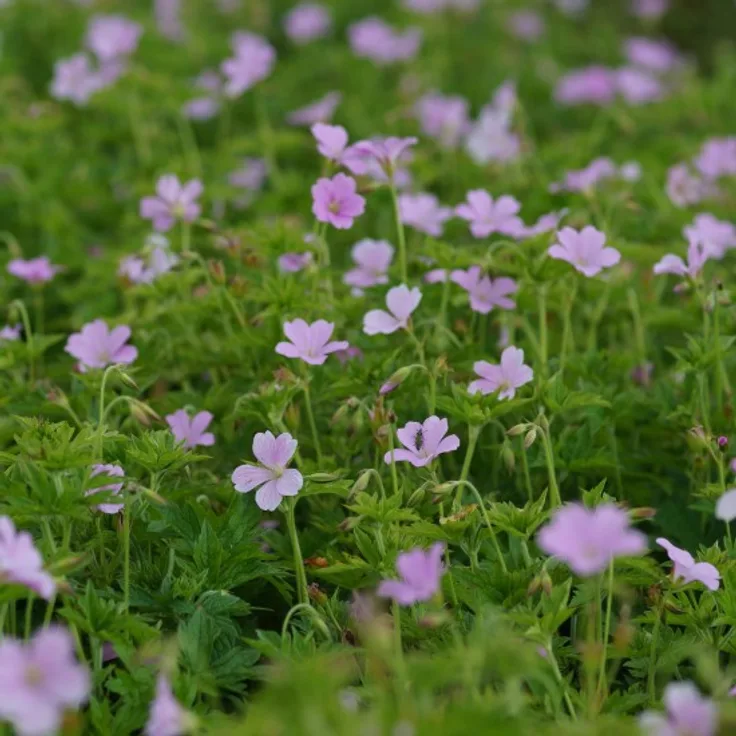 Blumixx Stauden Geranium endressii - Pyrenäen-Storchschnabel