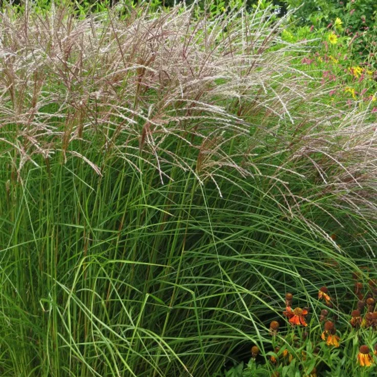 Blumixx Stauden Miscanthus sinensis Kleine Fontäne - Chinaschilf Standort sonnig Blütenfarbe rosasilbrig