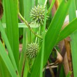 Blumixx Stauden Sparganium erectum - Ästiger Igelkolben Standort sonnig - halbschattig Blütenfarbe weiß