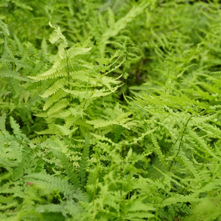 Blumixx Stauden Thelypteris palustris - Sumpffarn Standort sonnig - halbschattig