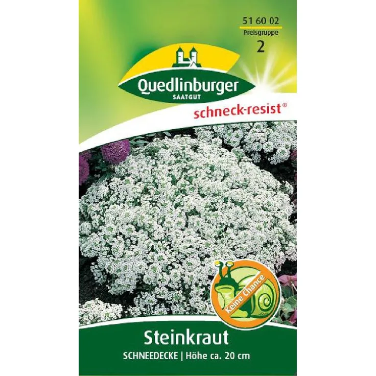 QUEDLINBURGER Steinkraut, Schneedecke