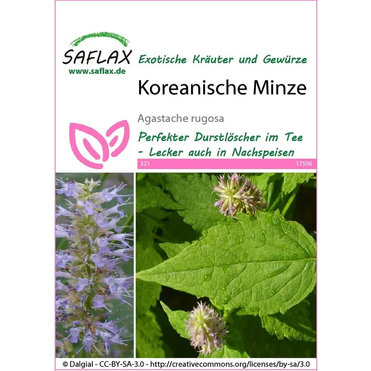 SAFLAX Koreanische Minze | Minzesamen von Saflax