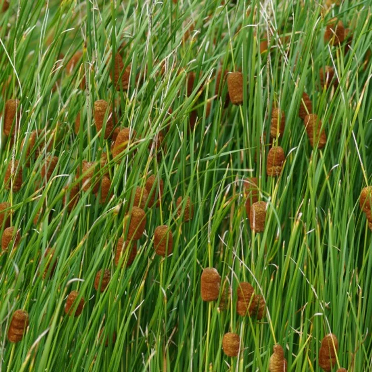 Blumixx Stauden Typha laxmannii - Lockerer Rohrkolben Standort sonnig Blütenfarbe dunkelbraun