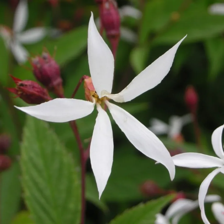 Blumixx Stauden Gillenia trifoliata - Dreiblattspiere Standort sonnig - halbschattig Blütenfarbe weiß