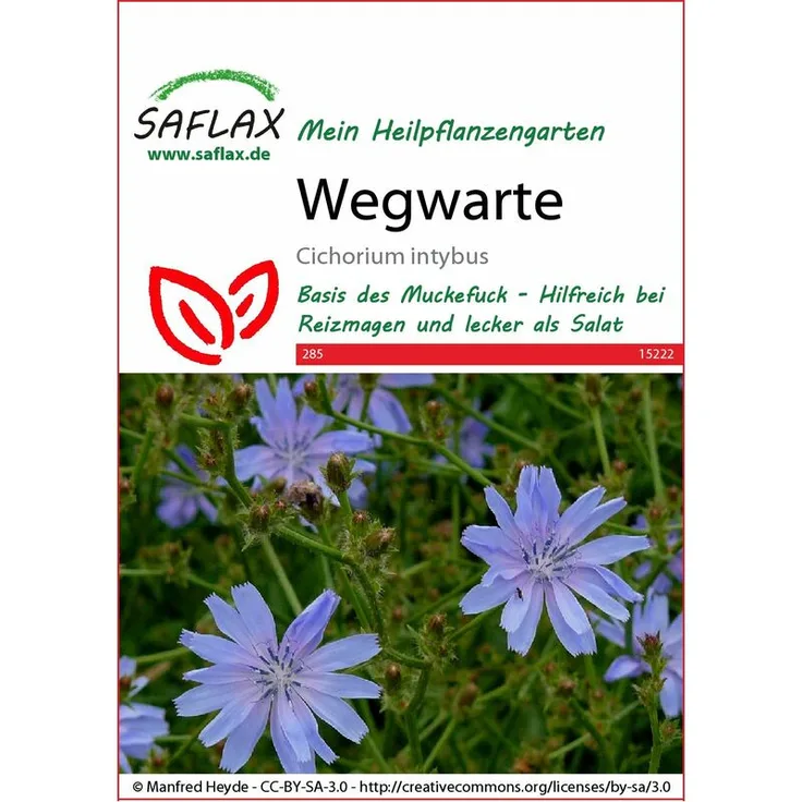 SAFLAX Wegwarte | Heilpflanzensamen von Saflax