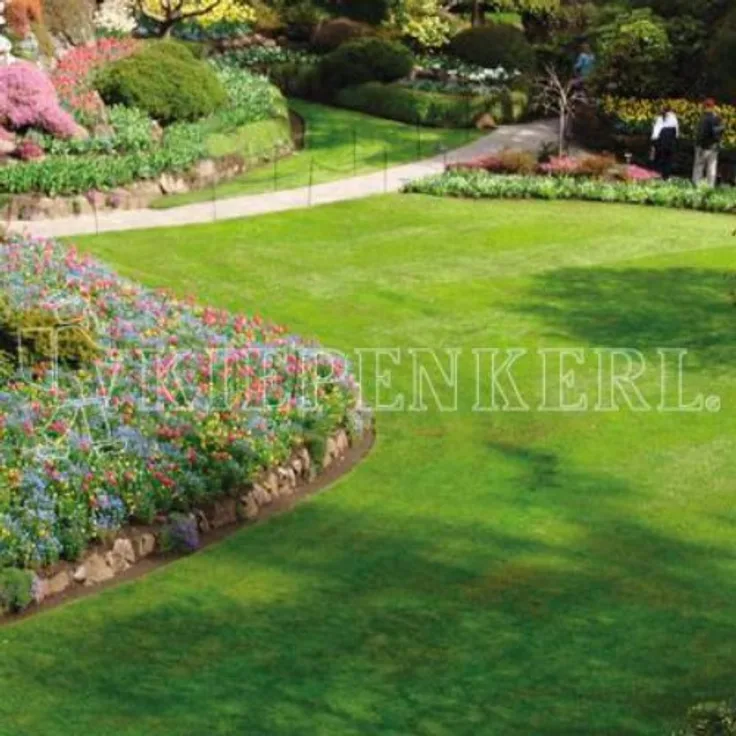 Samenshop24 traumhafter Zierrasen 1kg (RSM 1.1.2 ohne Lolium)