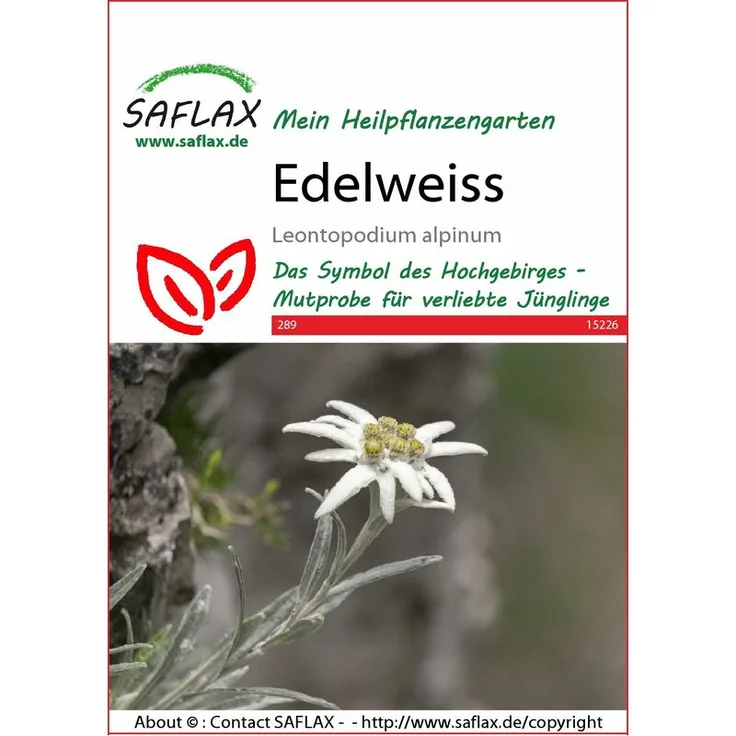 SAFLAX Edelweiss Wildblumensamen von Saflax