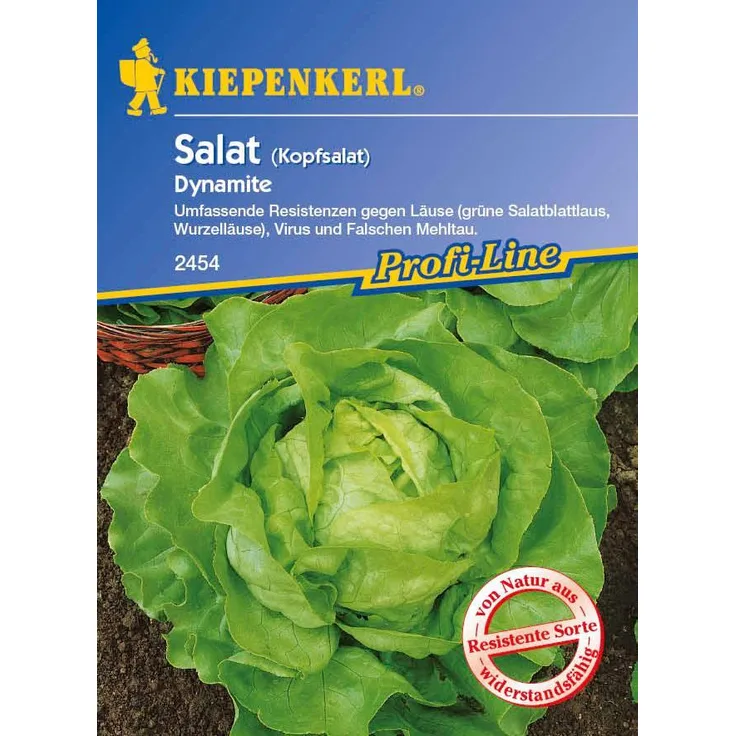 Kiepenkerl Salat Kopfsalat Dynamite resistent