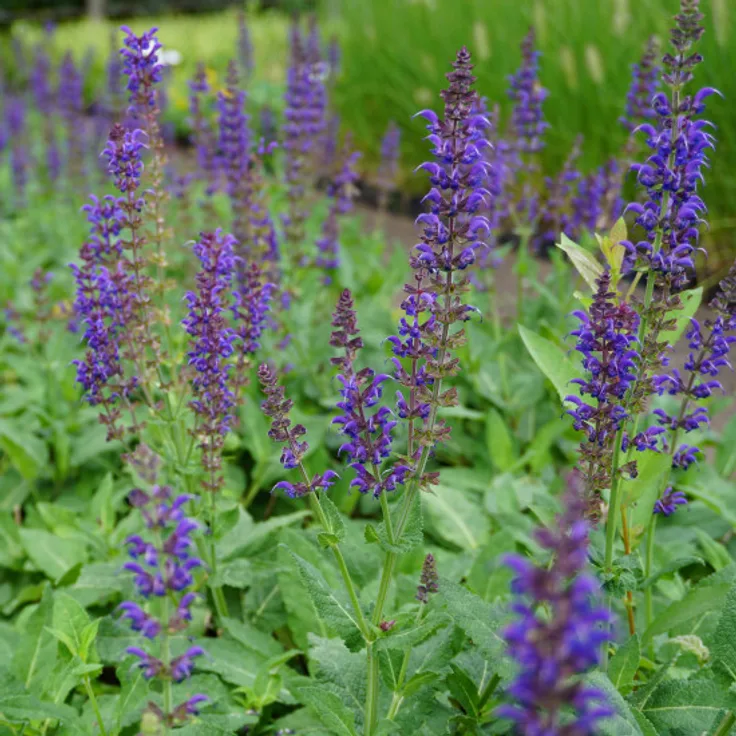Blumixx Stauden Salvia nemorosa Mainacht - Steppen-Salbei Standort sonnig Blütenfarbe nachtblau