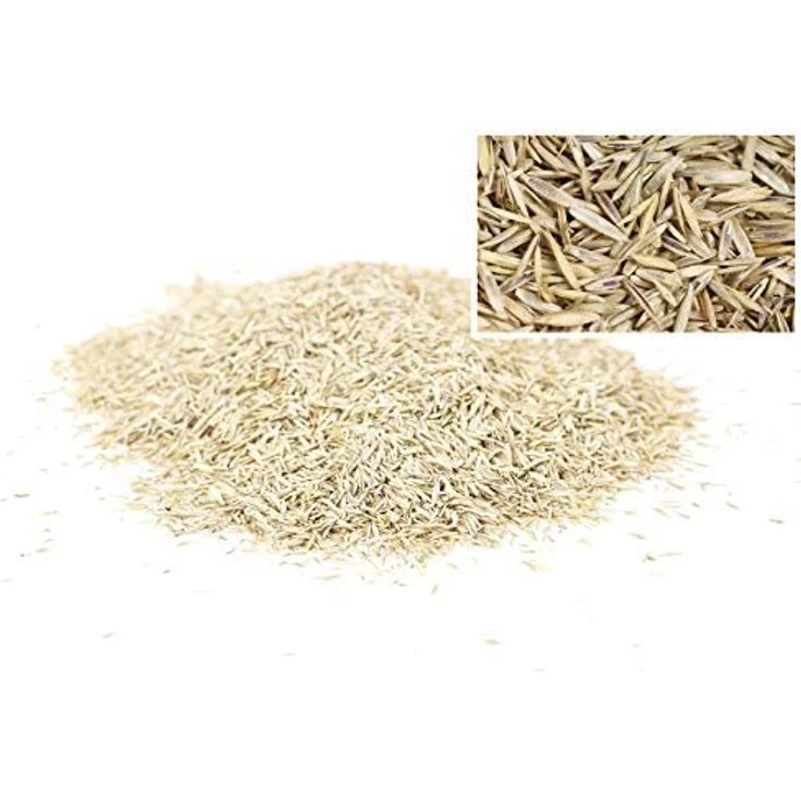 Wolf-Garten Rasensamen Sport- und Spielrasen 2,5 kg, 125m² alle Bodenarten, Rasendichte 60000 Triebe/m² – Bild 2