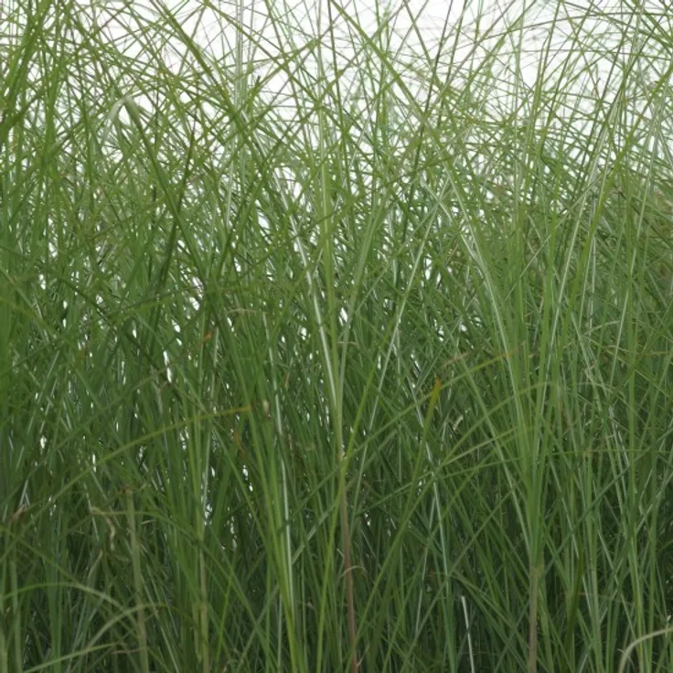 Blumixx Stauden Miscanthus sinensis Gracillimus - Feinhalm-Chinaschilf Standort sonnig Blütenfarbe silbrig