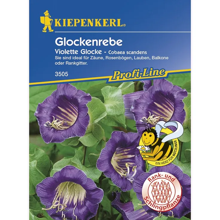 Kiepenkerl Cobaea scandens Glockenrebe violett