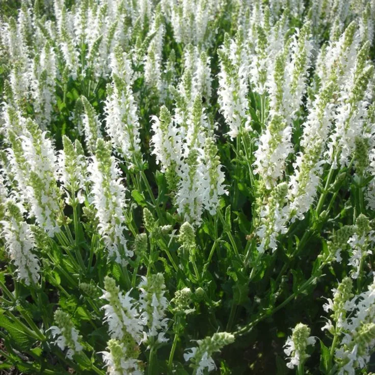 Blumixx Stauden Salvia nemorosa Adrian - Sommer-Gartensalbei Standort sonnig Blütenfarbe weiß