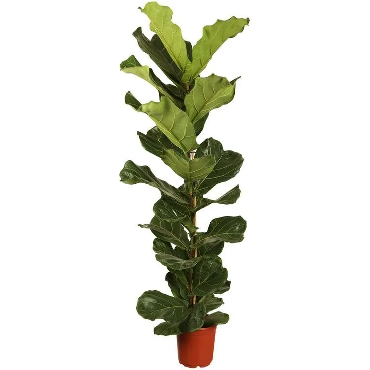 PFLANZEN KÖLLE Geigenfeige, Ficus lyrata, Gesamthöhe ca. 80-100 cm