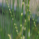 Blumixx Stauden Scirpus lacustris ssp. tabernaemontanii Zebrinus - Zebrasimse Standort sonnig Blütenfarbe braun